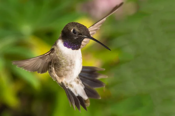 Black Chinned Hummingbird Looking Nectar Green Garden — 스톡 사진
