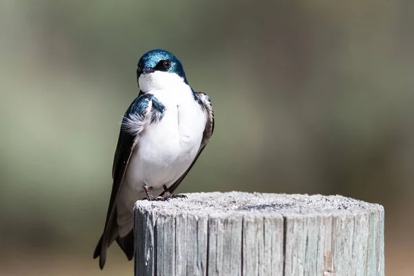 Spunky Little Tree Swallow Making Direct Eye Contact While Perched — Stock Photo, Image