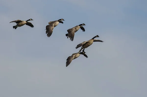 Flock Canada Gęsi Nadlatują Lądowania Błękitnym Niebie — Zdjęcie stockowe