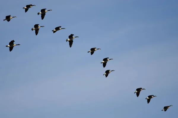 Flock Canada Geese Preparing Land — Stok Foto