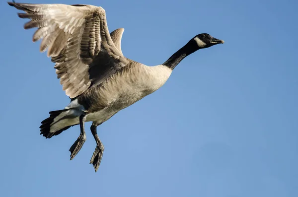 Osamělý Canada Goose Létání Modré Obloze — Stock fotografie