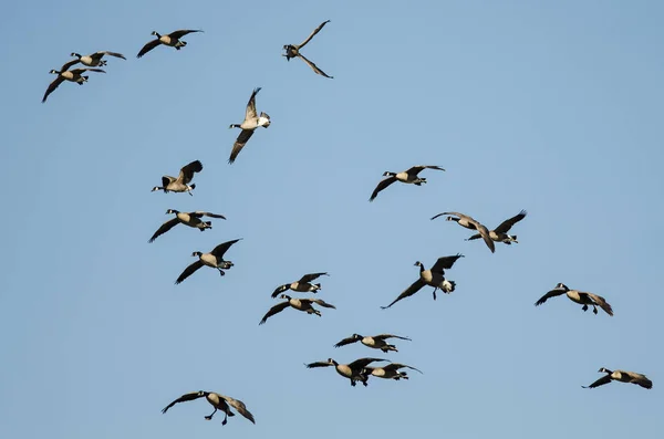 Whiffling Flock Canada Gansos Que Llegan Para Aterrizar Cielo Azul — Foto de Stock