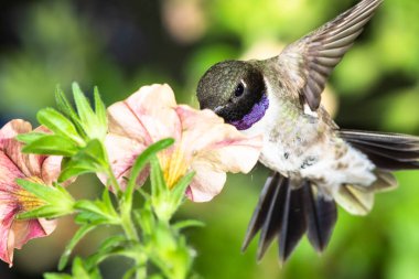 Siyah Çin Sinek Kuşu Portakal Çiçekleri Arasında Nektar Arıyor