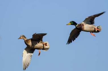 Bir çift Mallard Ördeği Mavi Gökte Uçuyor