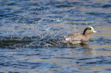 Amerikan Wigeon serin su açılış