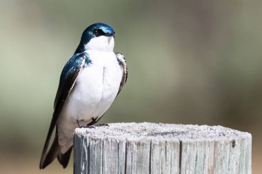 Yürekli Küçük Ağaç Kırlangıcı Yıpranmış Tahta Posta 'nın üstüne tünemiş