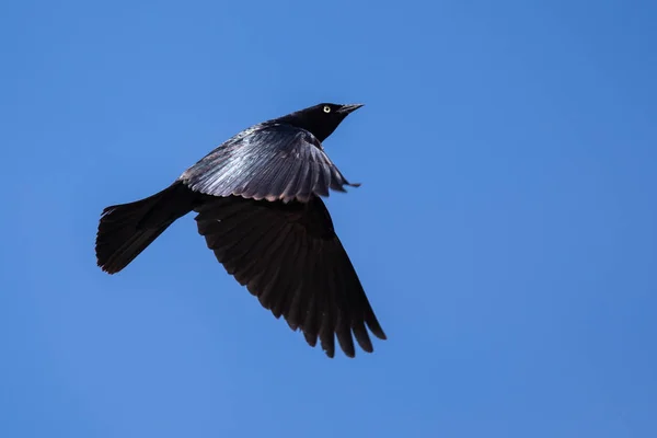 Brewer Blackbird Flyger Blå Himmel — Stockfoto