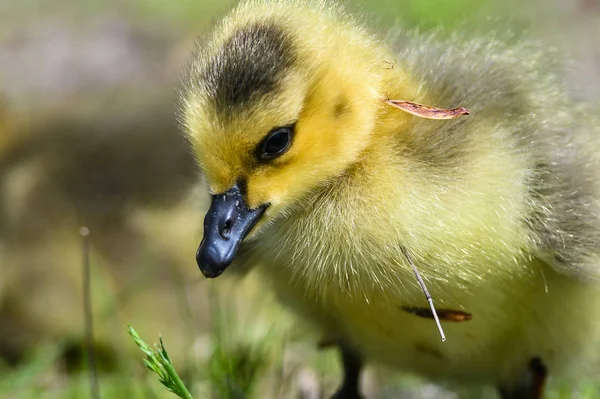 Profil Bezárása Egy Imádnivaló Újszülött Gosling — Stock Fotó