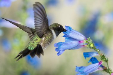 Siyah Çin Sinek Kuşu Mavi Çiçekler Arasında Nektar Arıyor