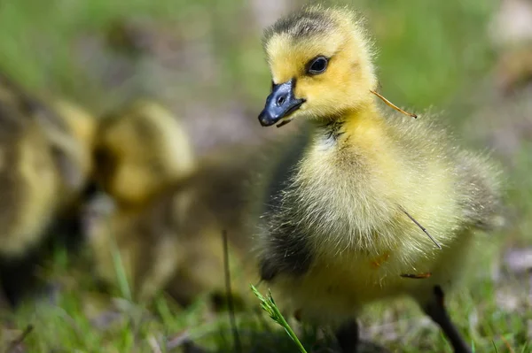 Νεογέννητο Gosling Εξερευνώντας Συναρπαστικό Νέο Κόσμο — Φωτογραφία Αρχείου