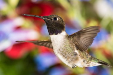 Siyah Çin Sinek Kuşu Çiçek Bahçesinde Nektar Arıyor