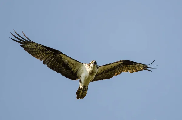 在蓝天下飞翔的鱼鹰直接进行眼神接触 — 图库照片