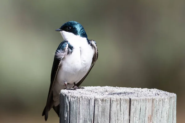 Spunky Little Tree Swallow Hockt Auf Einem Verwitterten Holzpfosten — Stockfoto