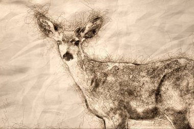 Curious Buck Deer doğrudan göz teması yapma