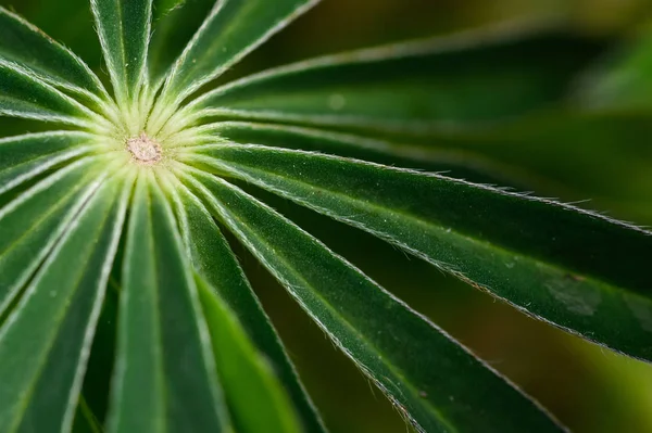 Natuur Abstract Close Blik Delicate Groene Bladeren Van Lupine Plant — Stockfoto