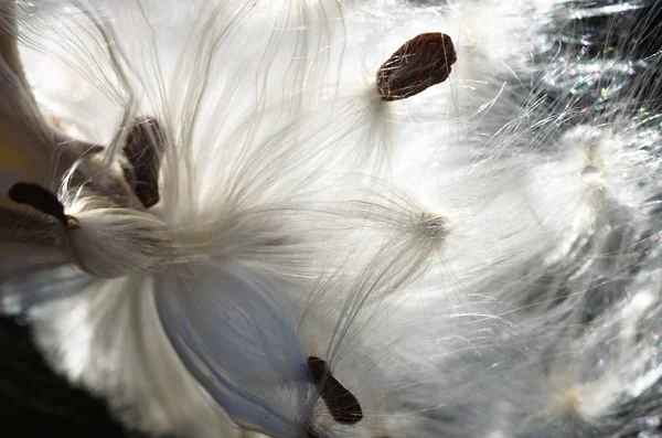 Nature Abstract Elegante Witte Melkvezel Presenteert Zijn Zaad — Stockfoto