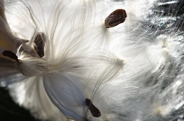 Nature Abstract Les Élégantes Fibres Asclépiade Blanche Présentent Leurs Graines — Photo