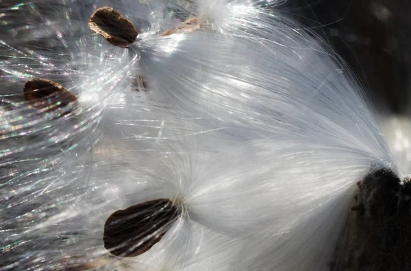 自然の要約 彼らの種子を示すエレガントな白い雑草の繊維 — ストック写真