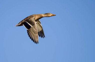 Mavi Gökte Uçan Mallard Ördeği