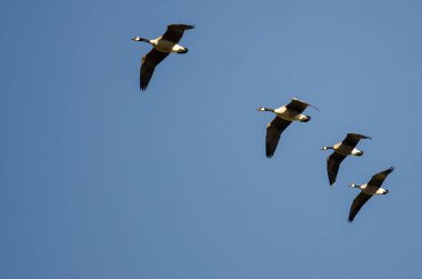 Kanada Kaz Sürüsü Mavi Gökte Uçuyor