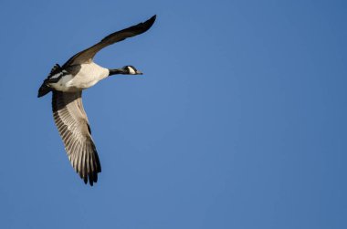 Yalnız Kanada Kaz 'ı Mavi Gökte Uçuyor