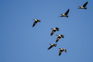 Kanada Kaz Sürüsü Mavi Gökte Uçuyor
