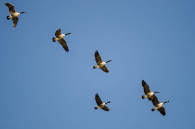 Kanada Kaz Sürüsü Mavi Gökte Uçuyor