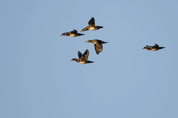 Flock Wood Ducks Flying Blue Sky — Stock Photo, Image