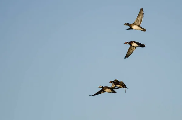 Kudde Van Hout Eenden Vliegen Een Blauwe Lucht — Stockfoto