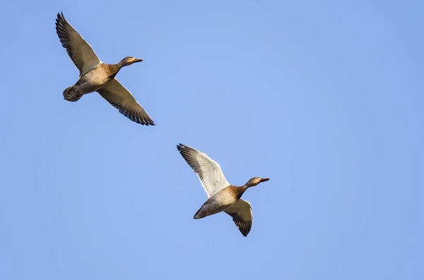 Bir Çift Mallard Ördeği Mavi Gökte Uçuyor — Stok fotoğraf
