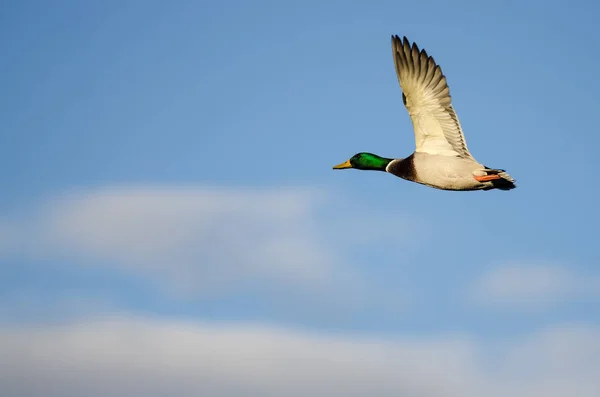 Anatra Reale Che Vola Cielo Blu — Foto Stock