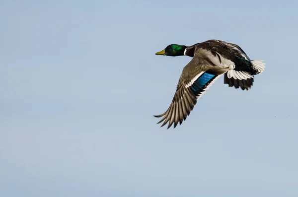 Mallard Duck Flying in a Blue Sky