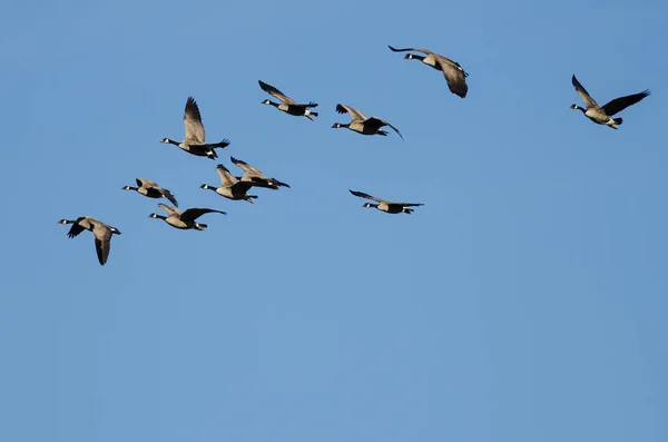 Herde Von Kanadagänsen Fliegt Blauem Himmel — Stockfoto