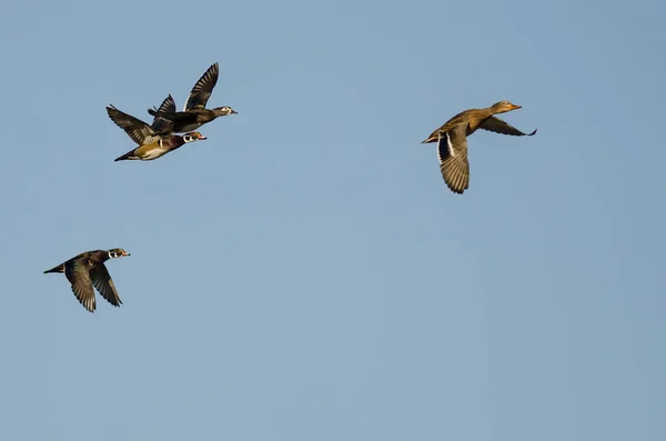 野鸭带领一小群木鸭在蓝天飞行 — 图库照片