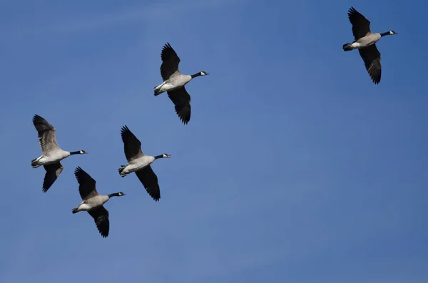 Flock Canada Gęsi Latające Błękitnym Niebie — Zdjęcie stockowe