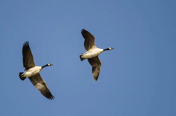 Two Canada Geese Flying Blue Sky — Stock Photo, Image