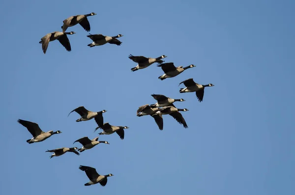 Flock Canada Gęsi Latające Błękitnym Niebie — Zdjęcie stockowe