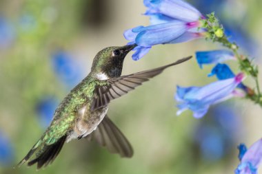 Siyah Çin Sinek Kuşu Mavi Çiçekler Arasında Nektar Arıyor