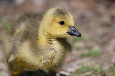 Yenidoğan Gosling Büyüleyici Yeni Dünyayı Keşfediyor