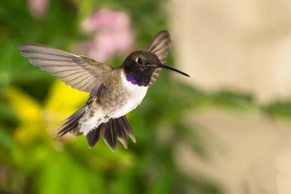 Fekete Kínai Kolibri Keresi Nektárt Zöld Kertben — Stock Fotó