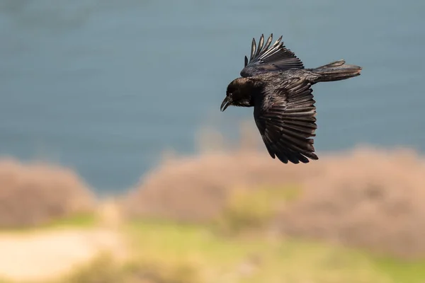 常见的黑乌鸦飞过峡谷河 — 图库照片