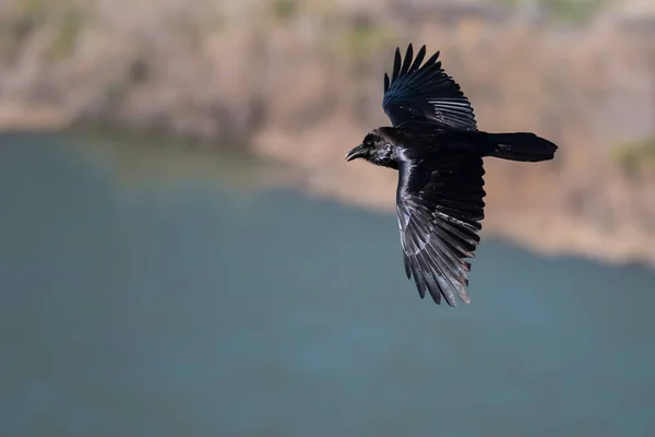 Vanlig Svart Korp Flyger Över Canyon River — Stockfoto