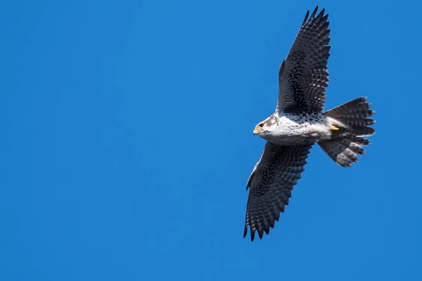 Prairie Falcon Soaring High Blue Sky — Stock Photo, Image