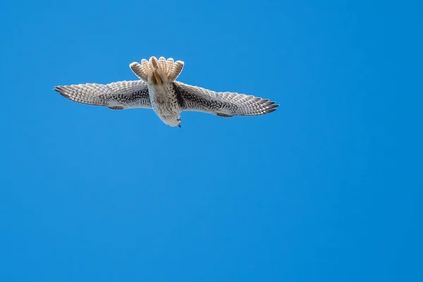 Prairie Falcão Voando Alto Céu Azul — Fotografia de Stock