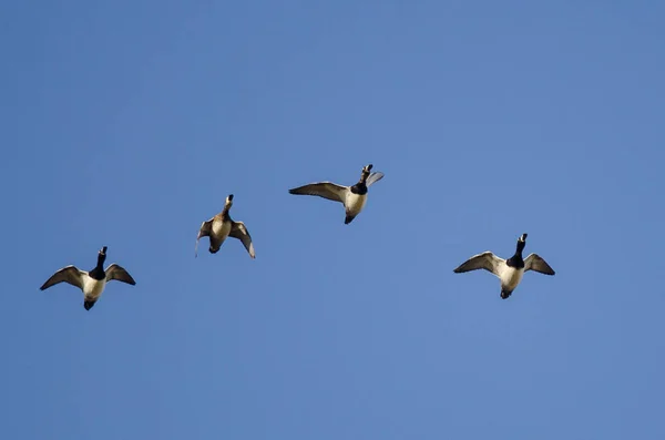 湛蓝的天空中飞行的四个环 颈鸭子 — 图库照片