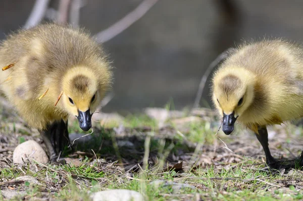 Nyfödda Goslings Lära Sig Att Söka Efter Mat — Stockfoto