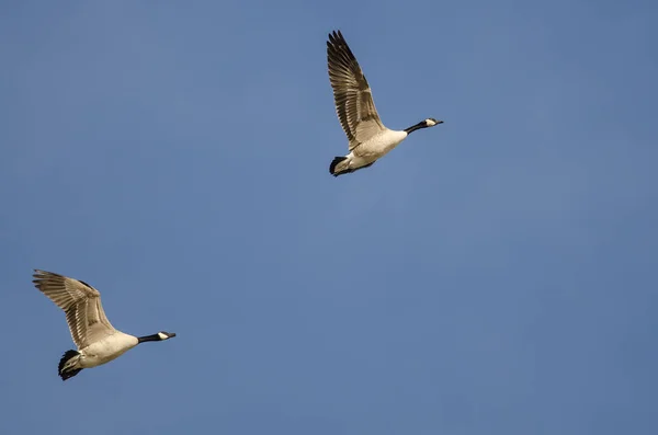 Pair Canada Geese Flying Blue Sky — Stock Photo, Image