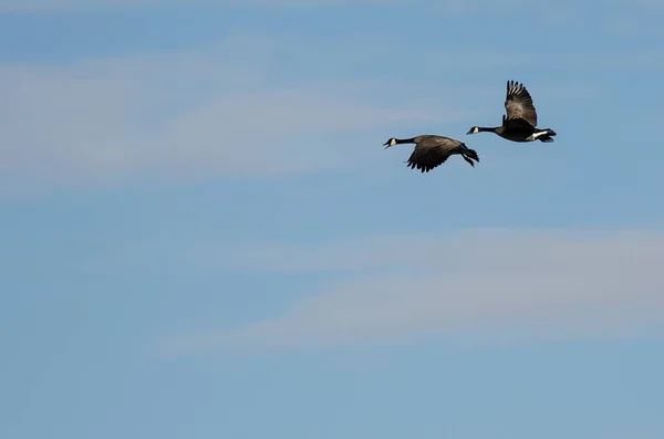 Paar Kanadagänse Fliegen Einem Blauen Himmel — Stockfoto