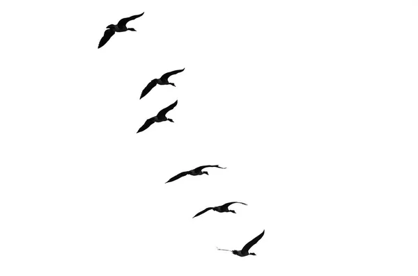 Flock of Flying Geese Silhouetted on a White Background