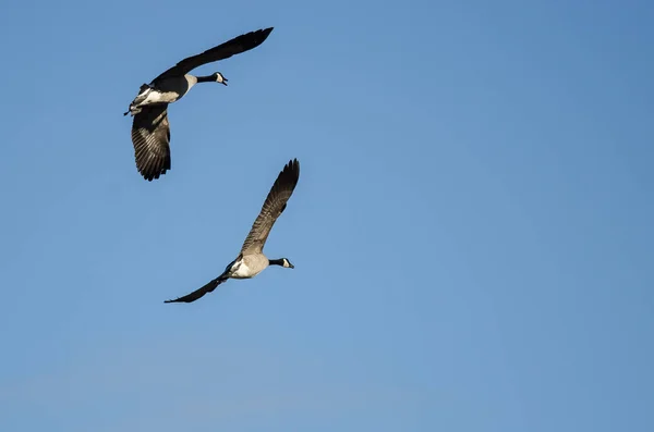 对加拿大雁在蓝色的天空中飞翔 — 图库照片